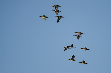 Obraz premium Flock of Wood Ducks Flying in a Blue Sky