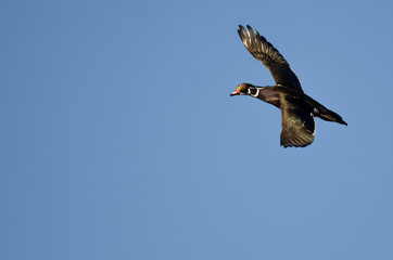Lone Wood Duck Flying in a Blue Sky
