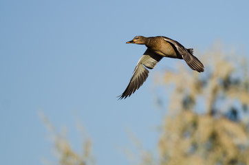 Female Mallard Duck Flying in a Blue Sky