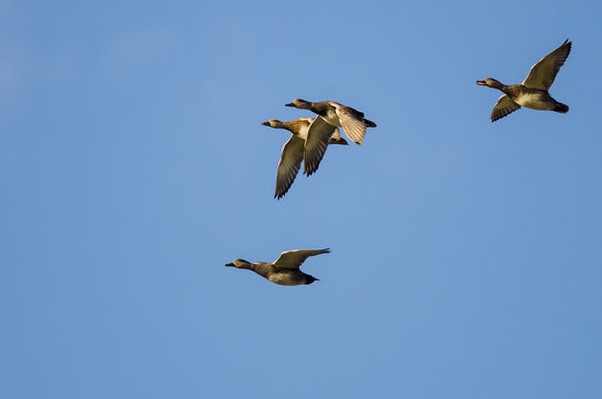 Four American Wigeons Flying in a Blue Sky