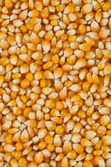 dried corn kernels