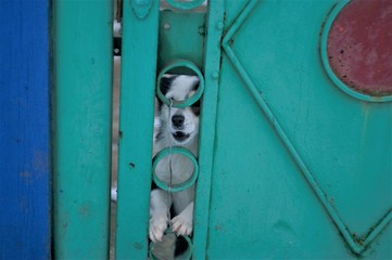 the puppy is behind a fence