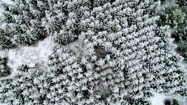 Aerial flight over winter trees