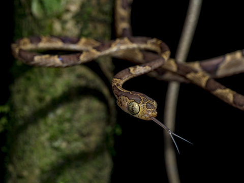 Blunthead tree snake (Imantodes cenchoa), La Fortuna, Costa Rica