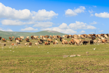 Outdoors cattle herd. Animals near the lake.