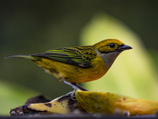 Silver-throated tanager (Tangara icterocephala), La Fortuna, Costa Rica