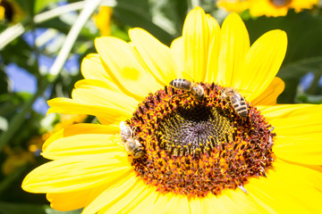 Sonnenblume mit Honigbienen