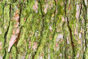 Текстура коры сосны. © fotych