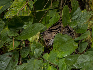 Margay (Leopardus wiedii) cub, La Fortuna, Costa Rica