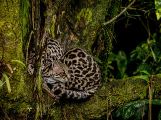 Margay (Leopardus wiedii) with cub, La Fortuna, Costa Rica