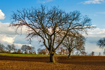 Campagna, albero