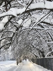 Арка из ветвей деревьев со снегом