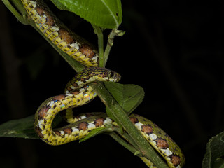 Stejneger's snaileater AKA lichen-colored slugeater (Sibon longifrenis), La Fortuna, Costa Rica