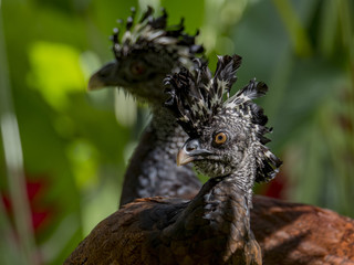 Great curassow (Crax rubra) female, La Fortuna, Costa Rica