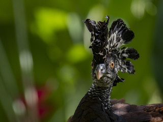 Great curassow (Crax rubra) female, La Fortuna, Costa Rica