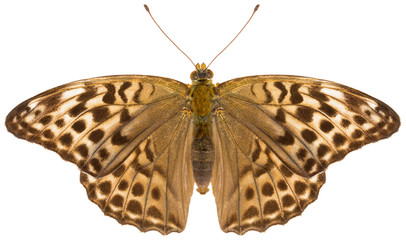 The Silver-washed fritillary Argynnis paphia valesina beautiful butterfly isolated on white...