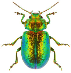 Leaf beetle Chrysolina graminis isolated on white background, dorsal view of beetle. Close-up of...