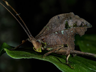 Leaf-mimicking katydid (Typophyllum sp.), Monteverde, Costa Rica