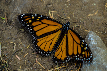 Monarch Butterfly
