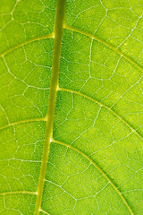 green leaf in detail