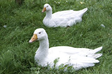 Gänse auf einer Wiese