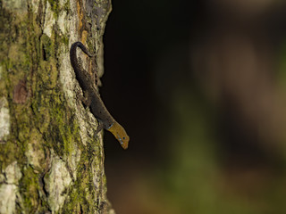 Obraz premium Yellow-headed gecko (Gonatodes albogularis), Manuel Antonio National Park, Costa Rica