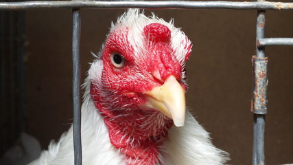 Gallo de pelea Honduras
