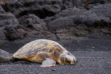 Green sea turtle on black sand beach