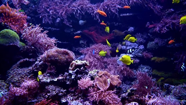 underwater background. Underwater scene. Underwater world. Underwater life landscape