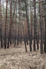 Trees in autumn pine forest