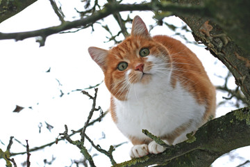Fototapeta premium red and white cat sitting on a bare tree