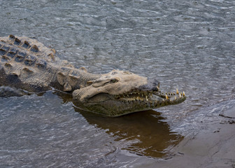 Injured American crocodile (Crocodylus acutus), Tarcoles River, Costa Rica