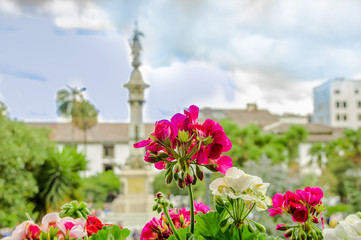 Close up of the beautiful red and white flowers located in the garden at Carondelet palace government in Quito, Ecuador