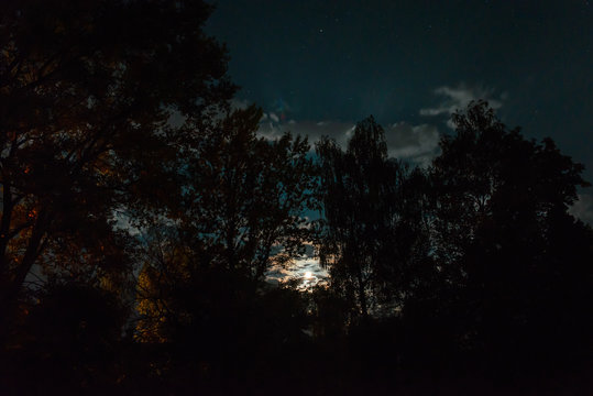 Silhouette of the forest in the night sky