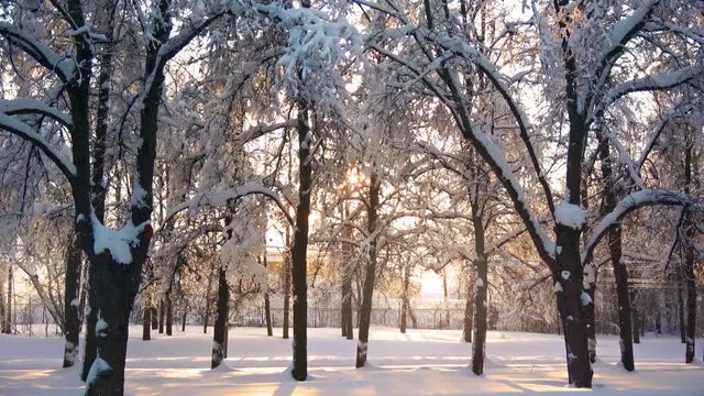 Beautiful sun flare shining in winter park through naked trees, everything is covered with snow, smooth camera steady shot.