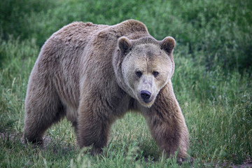 Obraz premium A grizzly bear walks face forward.