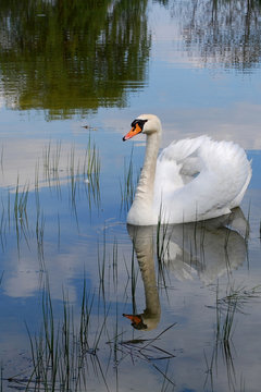 Swan 2 / Swan in a lake