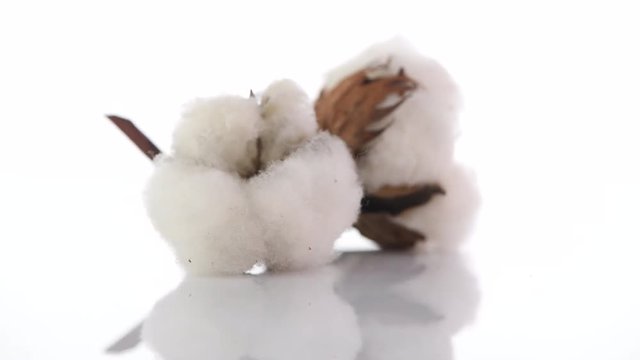 Cotton plant buds. Fluffy cotton bolls closeup rotation on white background with reflection. 4K UHD video footage. 3840X2160
