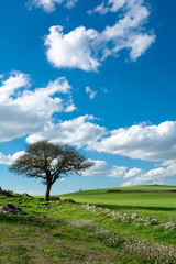 Fototapeta na wymiar Vertical View of a Countryside Landscape With Two Trees and a Green Flowered Meadow at the End of Winter Before Spring on Cloudy Sky Background