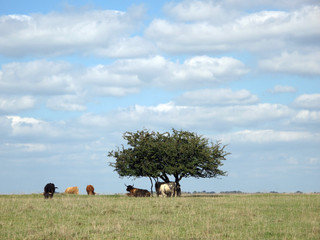 Cattle roam freely on Minchinhampton Common in the Cotswolds, Gloucestershire, UK