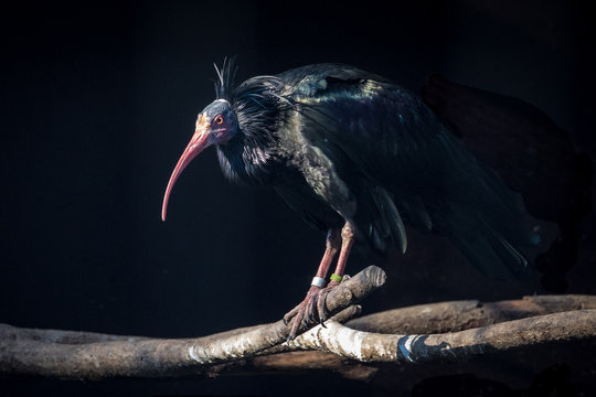 Waldrapp, Geronticus eremita, auf einem Ast vor schwarzem Hintergrund