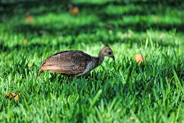 cria de pavão