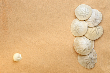 Sand Dollars