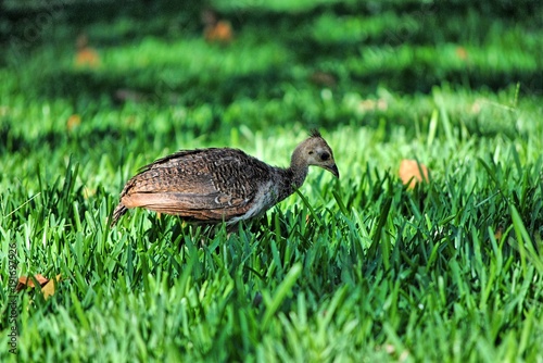 Cria De Pavao Stock Photo And Royalty Free Images On Fotolia Com Pic 191697926