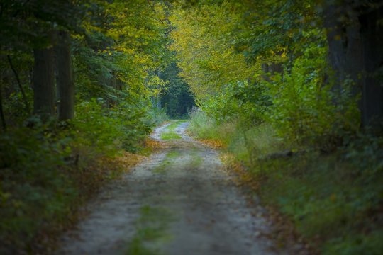 Sandy road in a early autumn forest