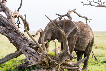 African elephants (Loxodonta africana) in Serengeti National Park, Tanzania