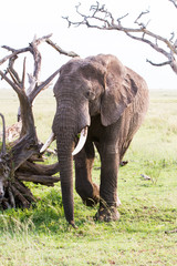 African elephants (Loxodonta africana) in Tanzania, Serengeti National Park