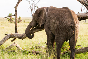 Fototapeta na wymiar African elephants (Loxodonta africana) in Tanzania, Serengeti National Park