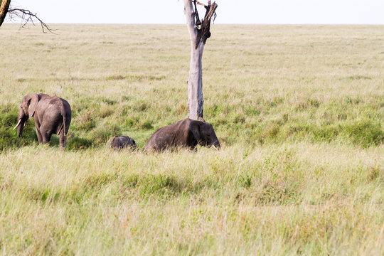 African elephants (Loxodonta africana) in Tanzania, Serengeti National Park