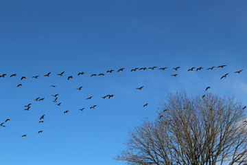 Sky Traffic